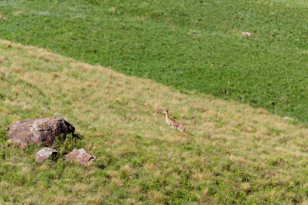 07 - Drankensberg NP (11).jpg